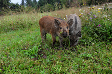 Two wild boar cub searching for food in the mountain forest in the rainy day of summer.Natural light