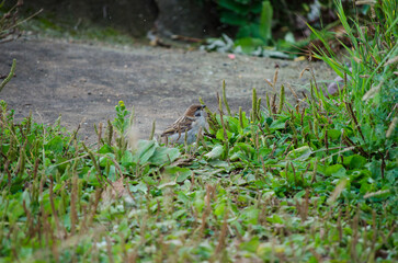 Sparrow in the grass