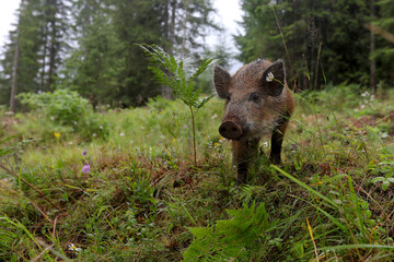 Wild boar cub searching for food in the mountain forest in the rainy day of summer.Natural light