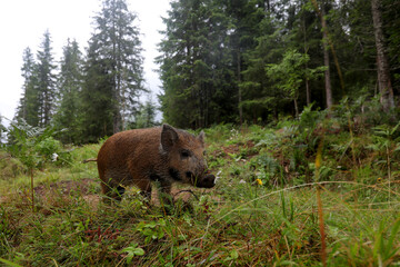 Wild boar cub searching for food in the mountain forest in the rainy day of summer.Natural light