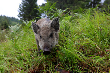 Wild boar cub searching for food in the mountain forest in the rainy day of summer.Natural light