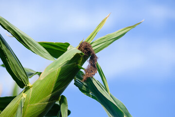 Fototapeta premium Close-up of a corncob against a blue sky.