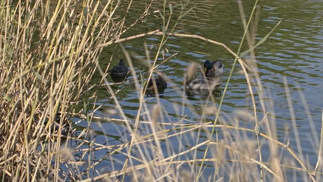 The Lake Water and Animal Ducks