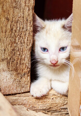 Fototapeta na wymiar white kitten in the barn