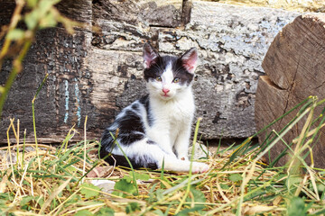 black and white kitten..