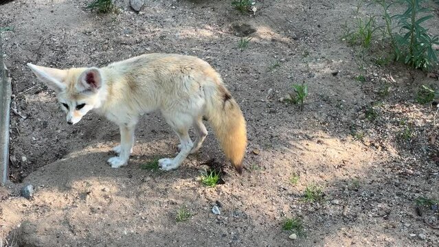 Fennec fox. Small animal with big ears. Relaxing stock video footage. 4K.