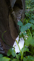 Mushroom and Plant with Bug