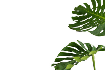 Green plant monstera on white background.