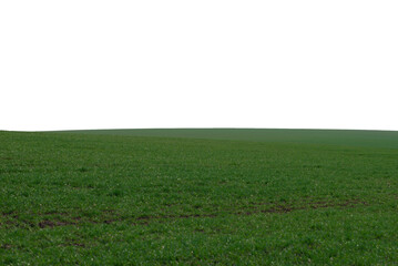 Green field as a background.  Green grass in spring isolated on white background.