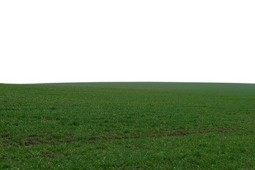 Green field as a background.  Green grass in spring isolated on white background.