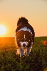 Obraz na płótnie Canvas Border collie is running in the sunset. Amazing walk in the sun. Amazing evening with sun.