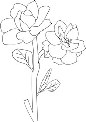 isolated hand drawn gardenia flower