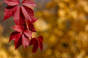 autumn leaves background red wild vine forest