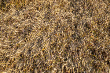 background in the form of a field with crushed wheat
