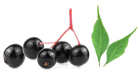 Sambucus or elderberry branch with leaves isolated on a white background. Fresh and ripe berries.