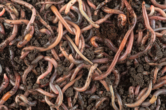 Worm In Dirt Images – Browse 17,987 Stock Photos, Vectors, and Video