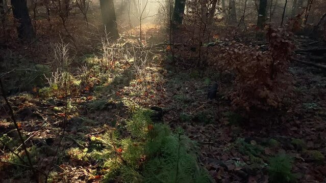 Morning sun lights up a small pine tree in a foggy forest before the camera moves upward to reveal sunbeams. Tracking upward.
