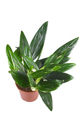 Tropical 'Monstera Standleyana' houseplant with white variagated leaves on white background