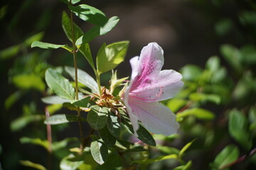 Obraz premium Flower