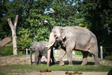 Fototapeta premium Portrait of boy indian elephant in zoo. He is so big, he is walking in his habitat.