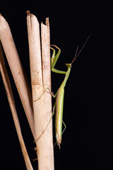Gottesanbeterin (Mantis religiosa)