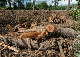 Deforestation environmental problem, rain forest destroyed