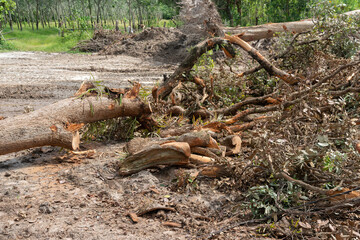 Deforestation environmental problem, rain forest destroyed