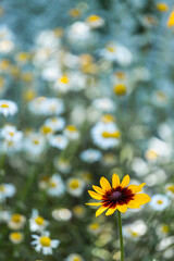 daisies in the field, background