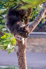Fototapeta premium Fluffy beautiful dark ash cat sits on a tree among green leaves hunts for prey