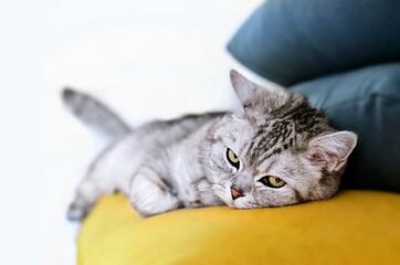  british cat lying on a yellow pillow