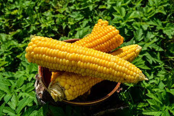 Sweet boiled corn with salt sugar and butter lying.