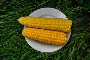 Sweet boiled corn with salt sugar and butter lying.