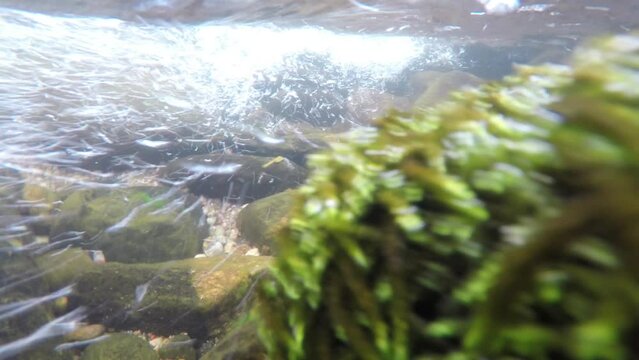Vista de pez, filmacion debajo del agua a contracorriente, donde se ve la corriente de agua en las algas y piedras