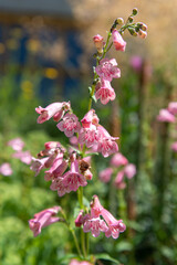 Pink penstemon flowers in bloom