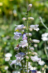 Penstemon flowers in bloom