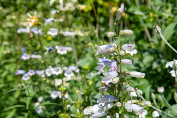 Penstemon flowers in bloom