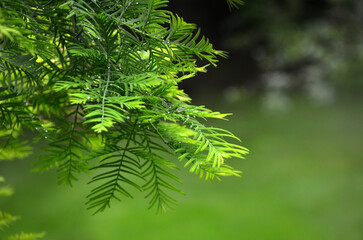 Green branches with leaves of larch tree (Larix decidua ) in summer park after the rain . Landscaping or greeting concept. Free copy space.