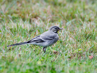 White Wagtail Bird
This is one of the most useful birds. She destroys mosquitoes and flies, which she deftly chases in the air. It's a songbird.