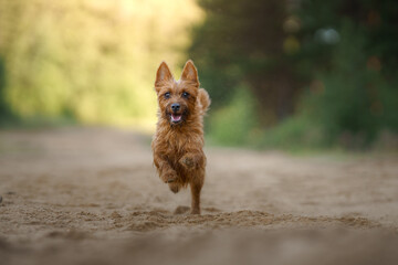 Naklejka premium the dog runs forward while the camera. A little Australian terrier catches a toy.