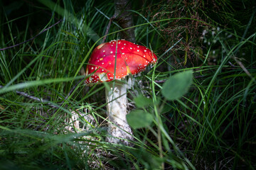Selective focus. Red poisonous mushroom fly agaric in green grass in the forest