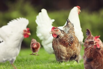 Young hen in the chicken farm. Concept organics farm, organic living. Agriculture. Chicken egg. Healthy farm healthy food.