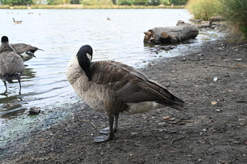 canadian geese on the river bank
