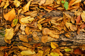 Autumn natural forest background in red tones