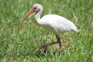 Fototapeta premium A look at an American White Ibis 