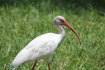 A look at an American White Ibis 