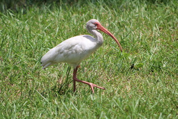 A look at an American White Ibis 