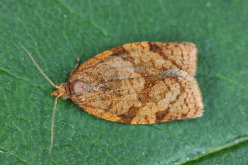Adoxophyes reticulana moth of Tortricidae family on a green leaf.