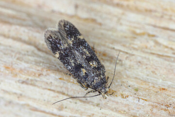 A tiny moth from the family Gelechiidae commonly referred to as twirler moths or gelechiid moths. The caterpillars are phytophagous.
