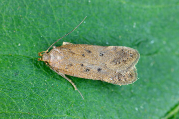 A tiny moth from the family Gelechiidae commonly referred to as twirler moths or gelechiid moths. The caterpillars are phytophagous.