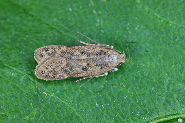 A tiny moth from the family Gelechiidae commonly referred to as twirler moths or gelechiid moths. The caterpillars are phytophagous.